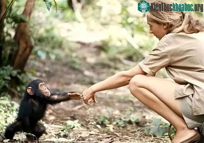 Jane Goodall