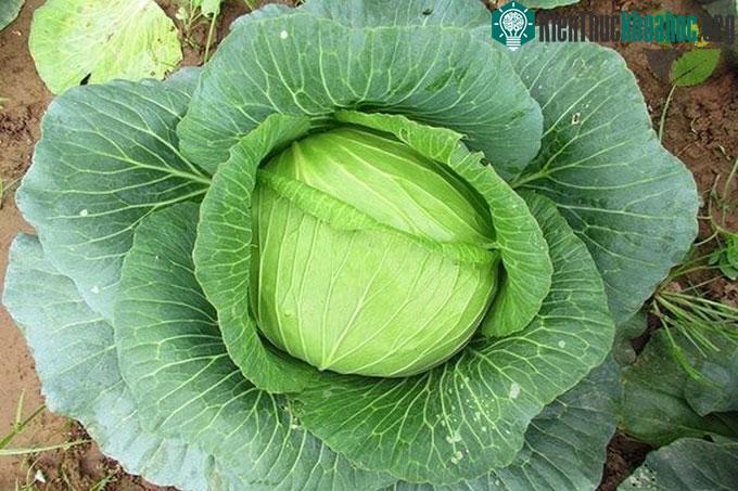 Bắp cải từng được coi là "thần dược"