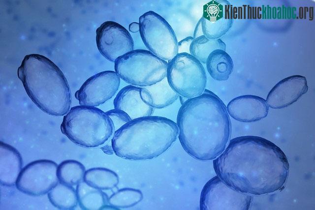 Prion là các protein lệch tâm (misfolded proteins)