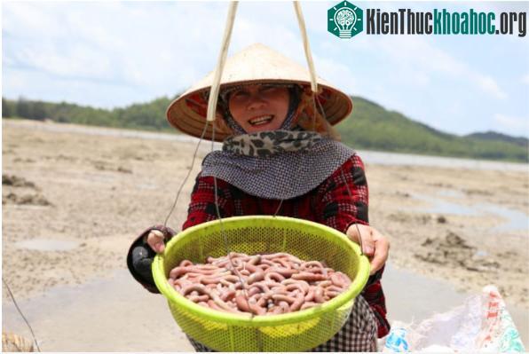 Sá sùng ở Quan Lạn. Quảng Ninh được đánh giá cao bởi chất lượng thượng hạng