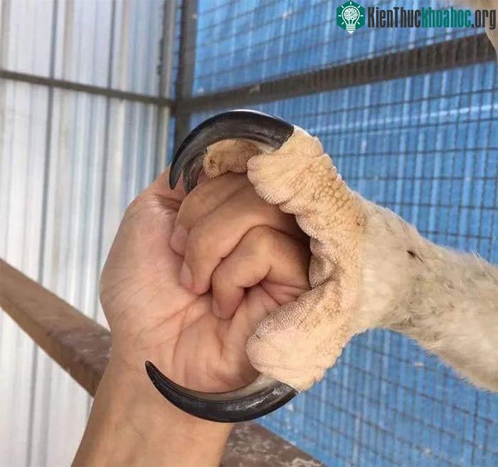 Phong tục săn bắt bằng chim ưng của dân du mục: Quá trình huấn luyện chim tàn nhẫn đến mức nào? ảnh 5