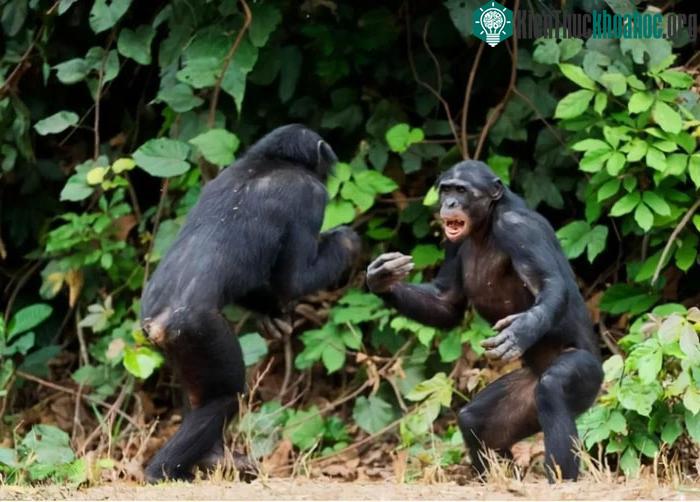 Chiến tranh giữa các loài vật còn bi thảm hơn nhiều so với tưởng tượng của con người ảnh 6