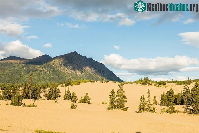 Sa mạc Carcross.