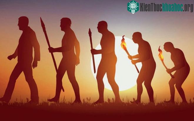 Quá trình tiến hóa của loài người.