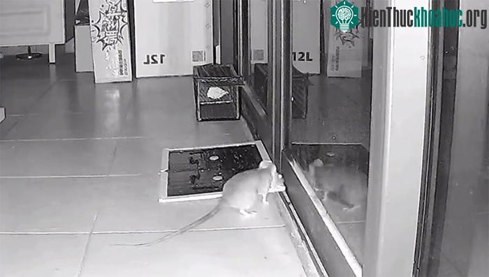Con vật này con di chuyển cái bẫy ra khỏi đường đi của nó rồi thản nhiên tẩu thoát.