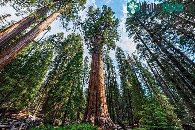Cây cự sam (Sequoiadendron giganteum)