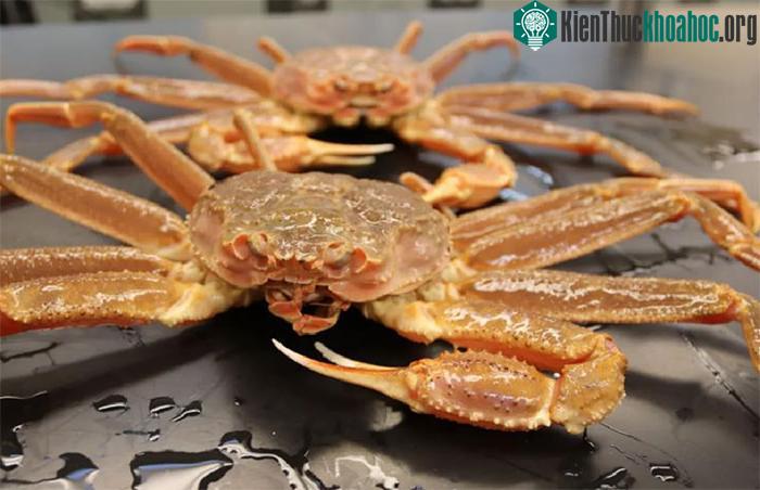 Nhiệt độ ấm hơn có liên quan đến việc những con cua trưởng thành chết nhiều hơn.