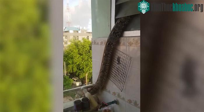 Con trăn đang chui ra từ lỗ thông hơi nhỏ ở góc phòng và di chuyển ra ban công.