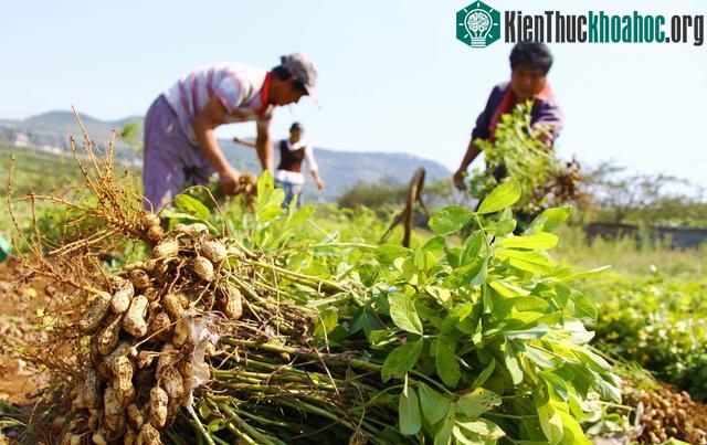Trên thế giới, có hơn 100 nước trồng lạc do hiệu quả kinh tế cao.