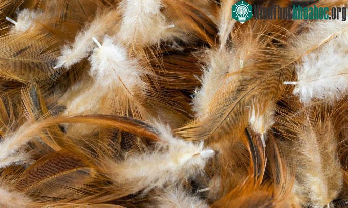 Lông gà thải có thể giúp sản xuất năng lượng sạch.
