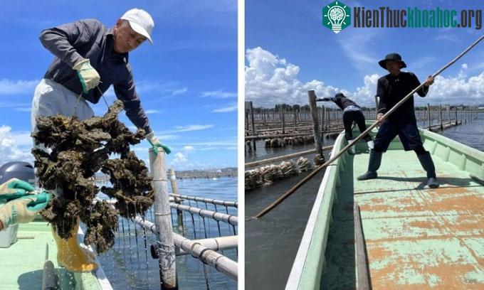 Ngư dân nuôi hàu làm việc ở hồ Hamana tại Maisaka, Nhật Bản.