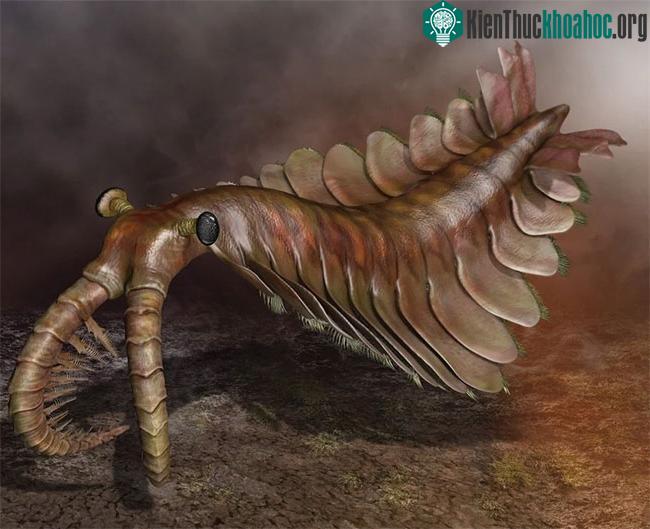 Anomalocaris