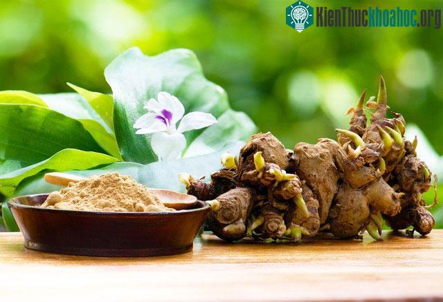 Củ địa liền có tác dụng ngăn ngừa tế bào ung thư.
