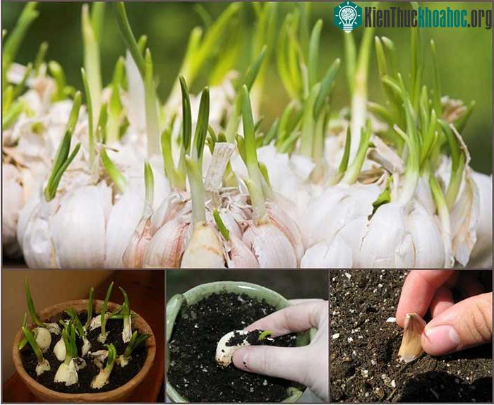 Hãy tận dụng những tép tỏi mọc mầm để trồng nhé.