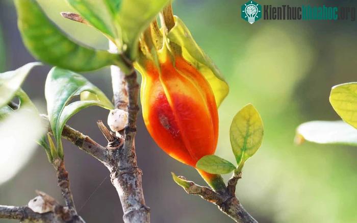 Cây dành dành còn được gọi là cây chi tử, cây thủy hoàng chi...
