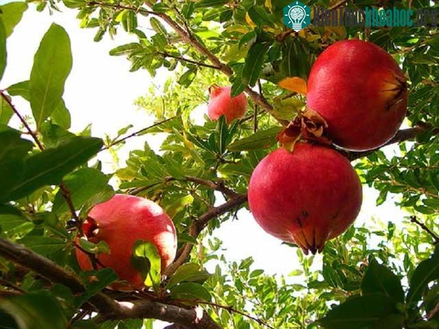 Lựu đỏ trĩu quả.