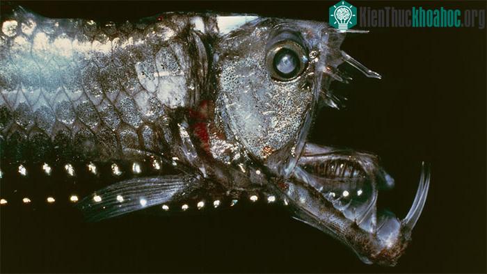 Loài cá rồng Sloane (Chauliodus sloani).