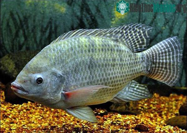 Loài cá quen thuộc ở châu Á khiến nước Mỹ "bật" báo động là cá rô phi xanh