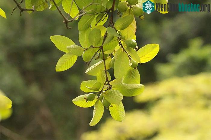 Lá ổi non, búp ổi được ứng dụng nhiều trong các bài thuốc chữa tiêu chảy.