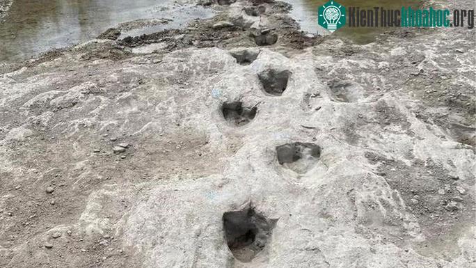 Các "bóng ma khủng long", là dấu chân 3 ngón gây kinh hãi của dị long Acrocanthosaurus