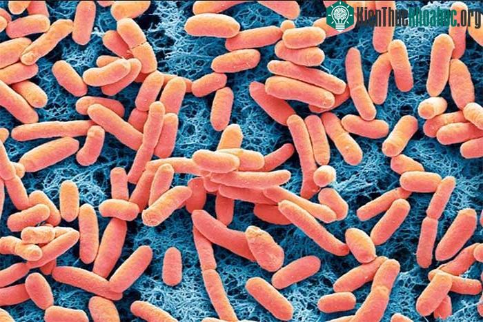 Phát minh đột phá sản xuất điện từ vi khuẩn E. coli ảnh 0