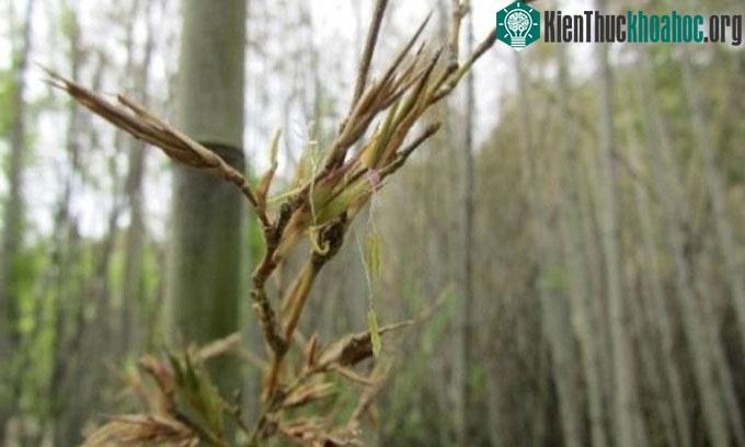 Dự kiến lần tiếp theo hoa trúc henon nở là năm 2028.