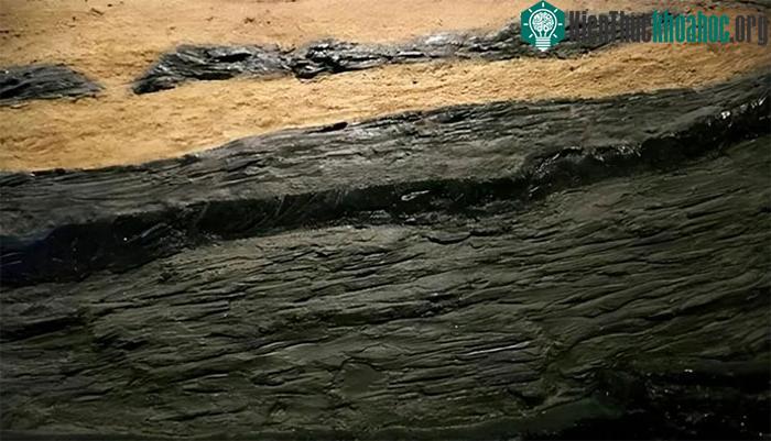 Than được hình thành do sự tích tụ hàng trăm triệu năm của mảnh vụn thực vật