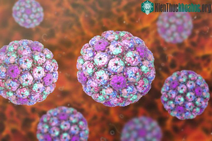 Virus coxsackie A24