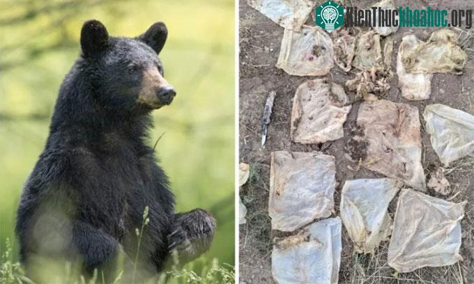 Những chiếc khăn ướt được lấy ra từ bụng gấu ở Colorado (trái)