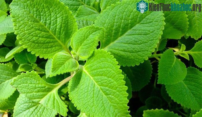 Tinh dầu trong húng chanh có tác dụng ức chế mạnh các vi khuẩn gây bệnh đường hô hấp.