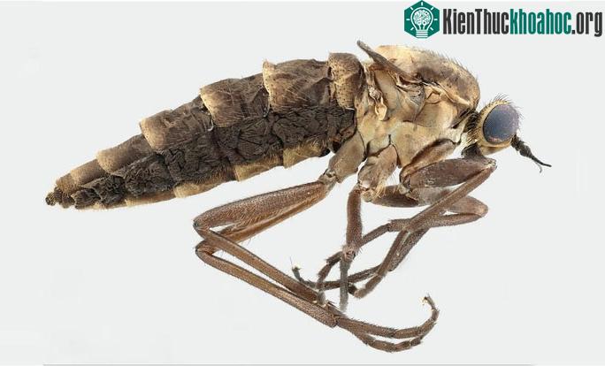 Mẫu vật con cái của loài Atherimorpha latipennis với đôi cánh thoái hóa.