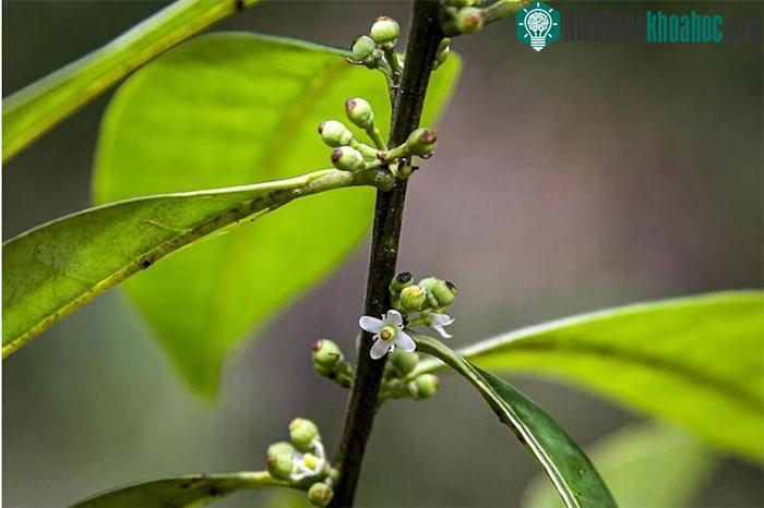 Cây nhựa ruồi nhỏ.