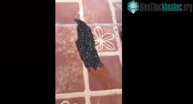 Sinh vật có hình dạng kỳ quái đang bò trên nền gạch.