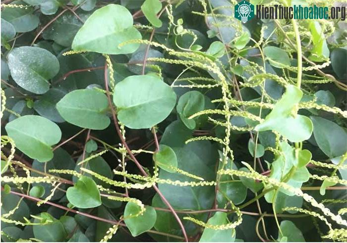 Loại thực vật từng được trồng nhiều làm cây cảnh ở Trung Quốc là mùng tơi củ.