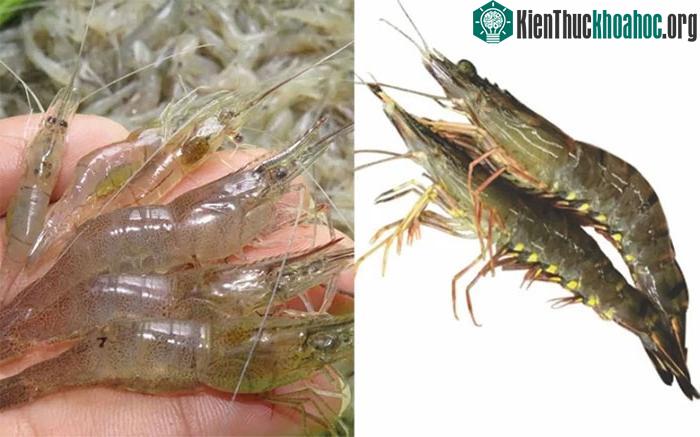 Cách phân biệt con tôm và con tép ảnh 0