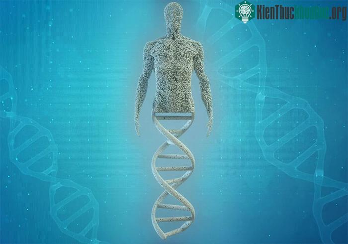 &nbsp;Trong DNA của con người có một mô hình số học và ký hiệu chữ tượng hình.