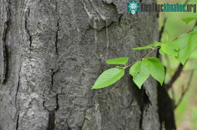 Bạch dương đen là loại cây được mệnh danh là "mộc vương".
