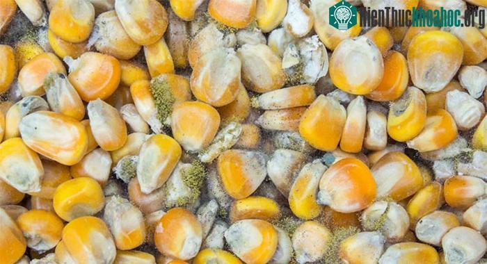 Aflatoxin thường có trong thực phẩm bị mốc, đặc biệt là thực phẩm có hàm lượng tinh bột cao.