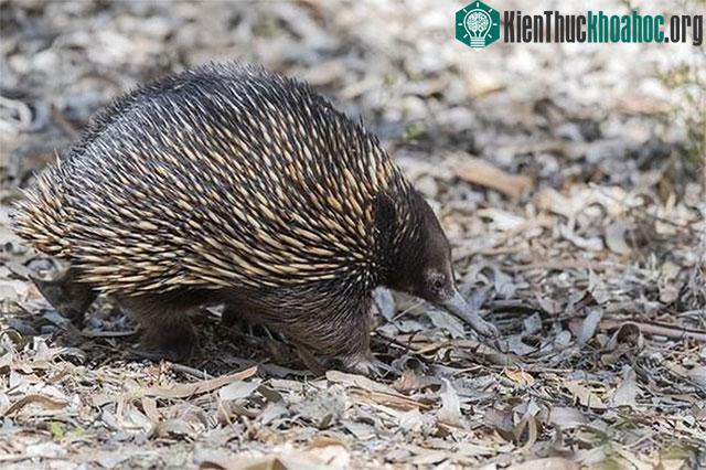 Loài thú lông nhím echidna.