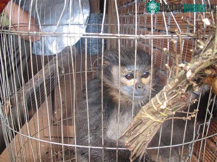 Xâm hại động vật hoang dã có thể sẽ làm con người phải đối mặt với nhiều dịch bệnh mới