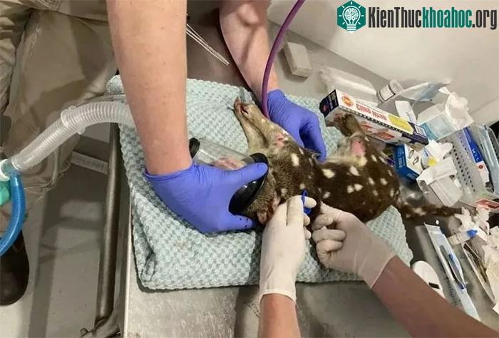 Mèo túi đuôi đốm là một trong nhiều loài thú có túi độc đáo
