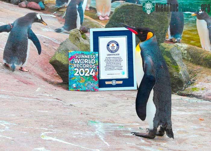 Nils Olav III được ghi nhận là chú chim cánh cụt có chức vụ cao nhất thế giới.