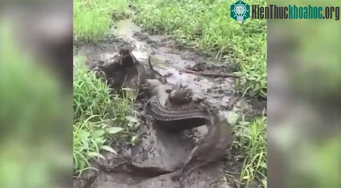 Cá sấu là bậc thầy săn mồi.