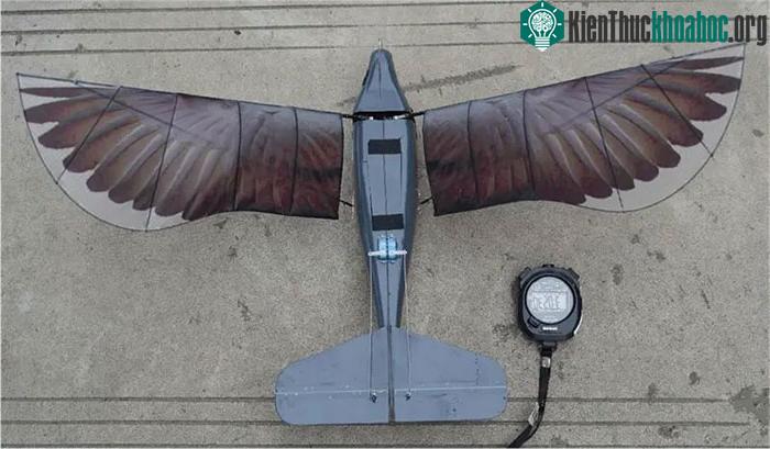 Vẻ ngoài của Homing Pigeon đánh lừa cả những con chim thật.