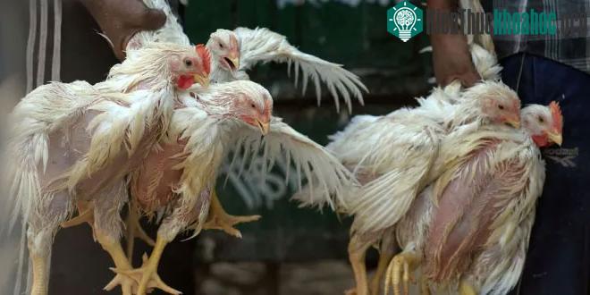 Gà được bày bán tại một chợ gia cầm ở New Delhi, Ấn Độ.