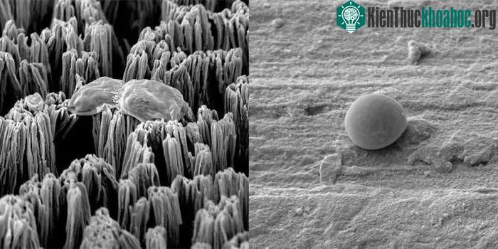 Một tế bào Candida còn nguyên vẹn trên bề mặt titan