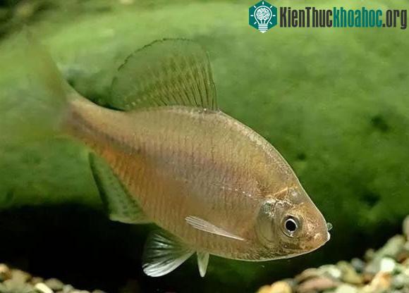 Nhiều loài thủy cầm có thể dính vào trứng cá khi chúng đang uống và nghỉ ngơi bên ao