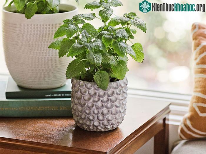 Các nhà nghiên cứu đã chỉ ra rằng, tía tô đất hoạt động như một chất chống oxy hóa.