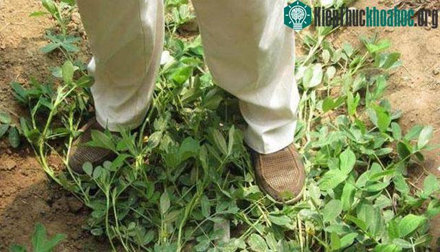 Mỗi khi đến mùa lạc ra hoa, những người nông dân thi nhau giẫm chân lên cây lạc.