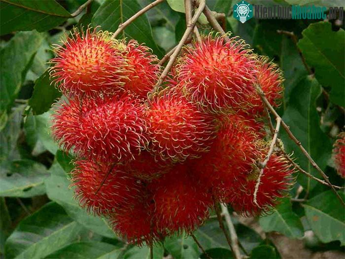 Chôm chôm cung cấp lượng chất sắt, canxi và phốt pho cho cơ thể